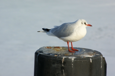 Möwe in der Wintersonne