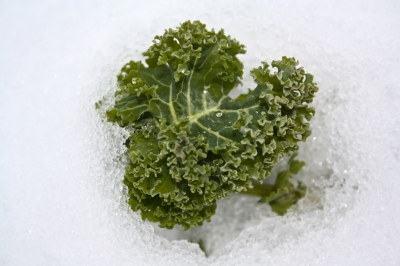 Grünkohl im Schnee