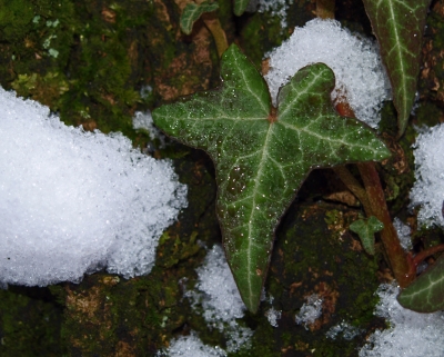 Efeu im Schnee 2