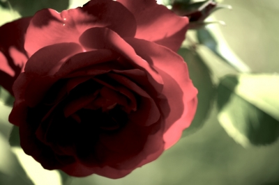 Mein Rose