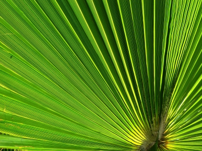 Palmenfächer