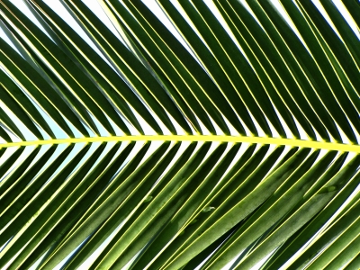 Palmblattstruktur
