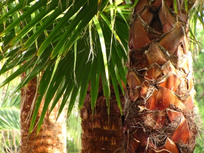Detail Palmenstamm