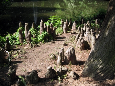 Holz-Stalagmiten