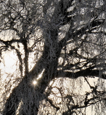 Winterbaum mit Sonnenstern