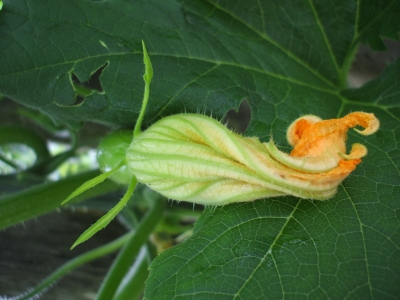 Zucchini-Blüte