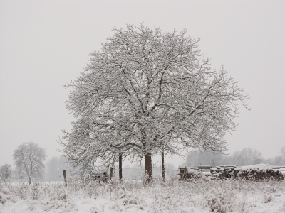 Winterlandschaft in der Pfalz