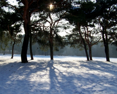 Winterlicher Park
