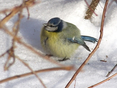 Blaumeise im Schnee