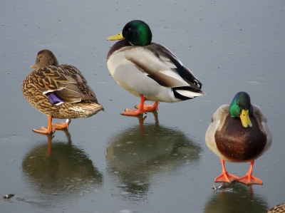 Ducks on Ice