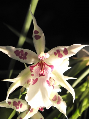 Orchidee Weiß 1