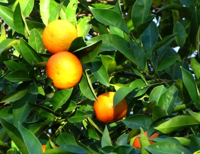 Apfelsinen im Baum