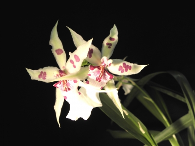 Orchidee Weiß 3