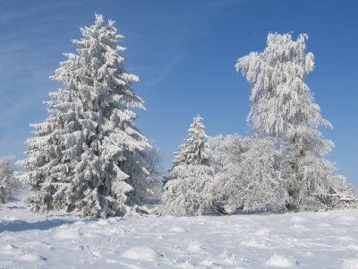 Bäume im Winterkleid