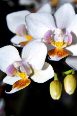 Orchide I