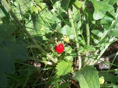 Einsame Erdbeere