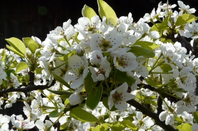 frühe obstblüte