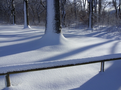 Bäume im Schnee 1
