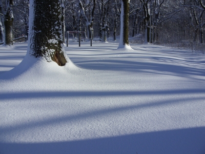 Bäume im Schnee 2