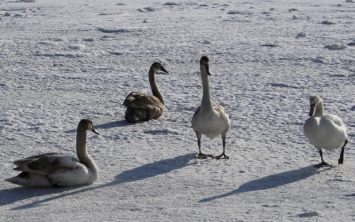 Schwäne im Eis