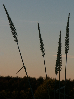 Gräser im Abendwind