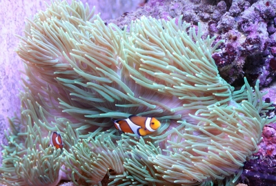 Clownfische Nemos