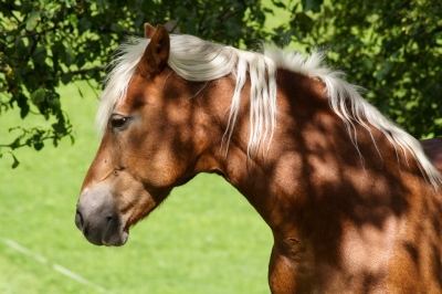 Ein Pferdchen