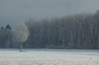 Die Eisbirke