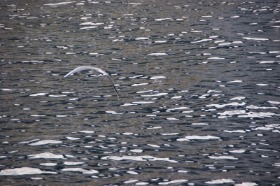 Flug über das Wasser