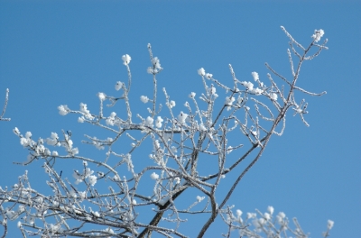 Schneebaumblüten