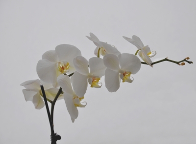 weiße Orchidee