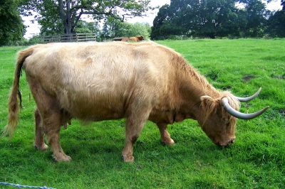 Wehrhafte schottische Kuh