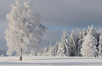 Winterwald am Morgen