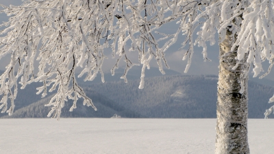 Birkenstamm am Wintermorgen