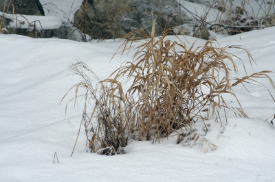 Gräser im Schnee 2