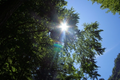 Äste im Gegenlicht