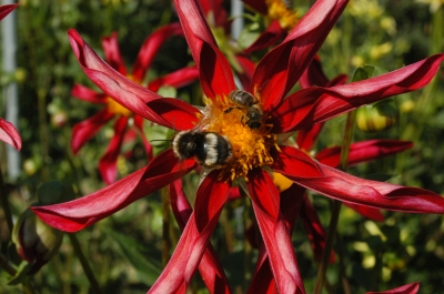 Rote Dalie mit Bienen