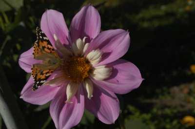 Schmetterling auf Dalie