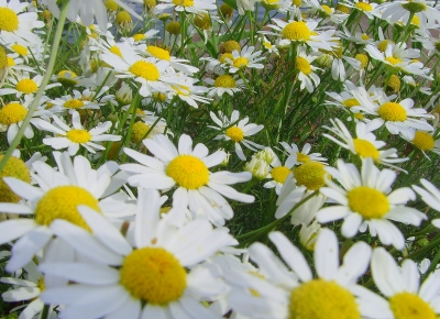 Geruchlose Kamille - oder einfach auch Sommer!!!