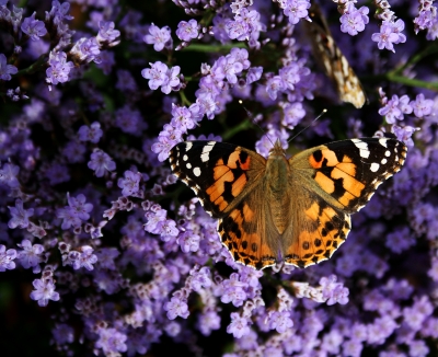 Schmetterling im Blütenmeer