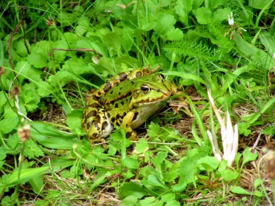 Frosch 1