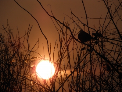 Vogel im Sonnenschein