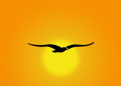 Vogel vor Sonne