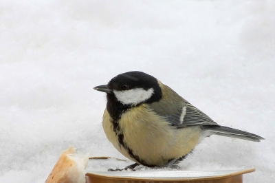 Schnee, Schnee nichts als Schnee