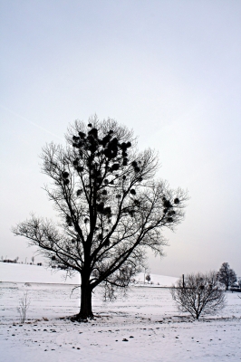 Baum mit Misteln im Winter II