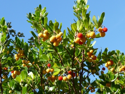 Erdbeerbaum (Arbutus)