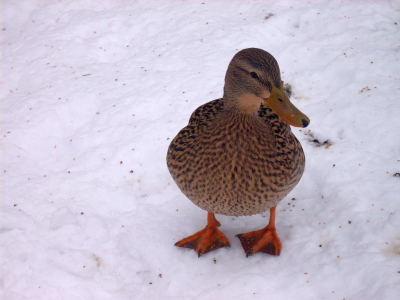 Entendame im Schnee