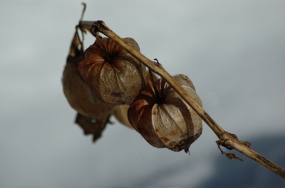 Lampionblume