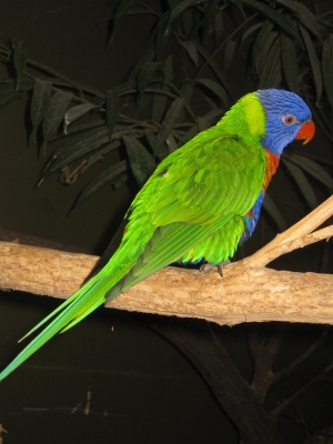 Krasser Papagei