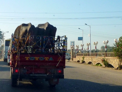 Tiertransport in Ägypten